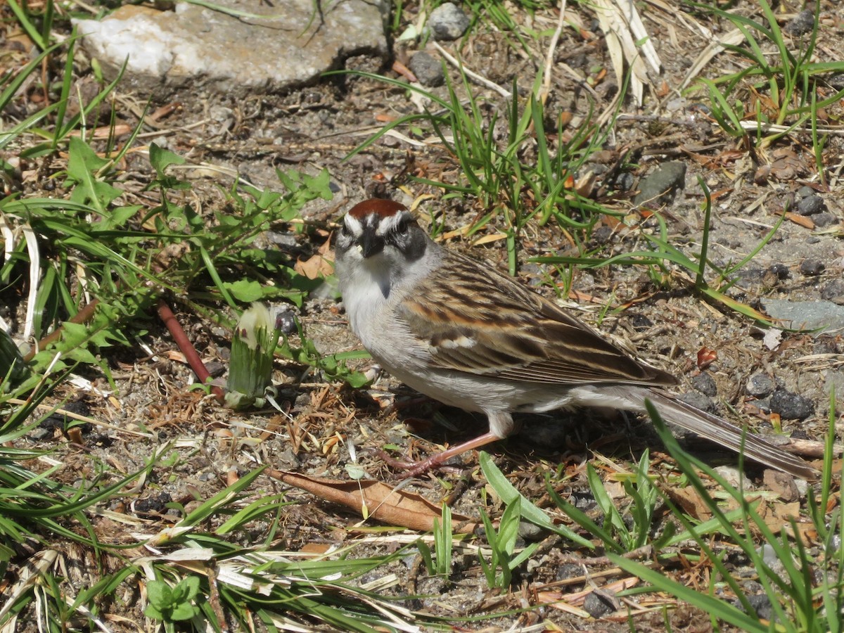 Chipping Sparrow - Deb Caron