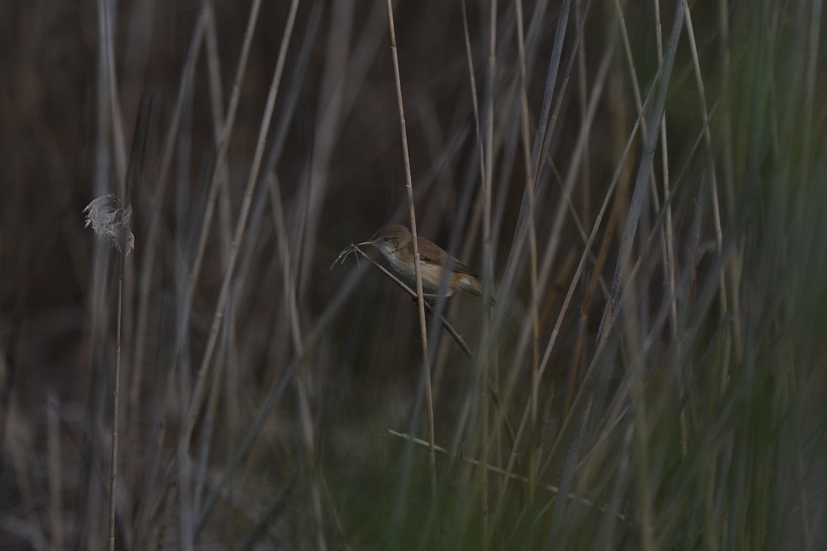 Common Reed Warbler - ML618100114