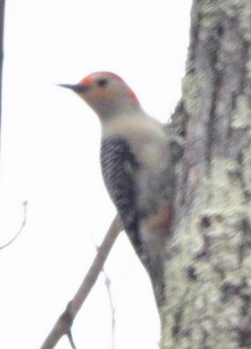Red-bellied Woodpecker - ML618100152