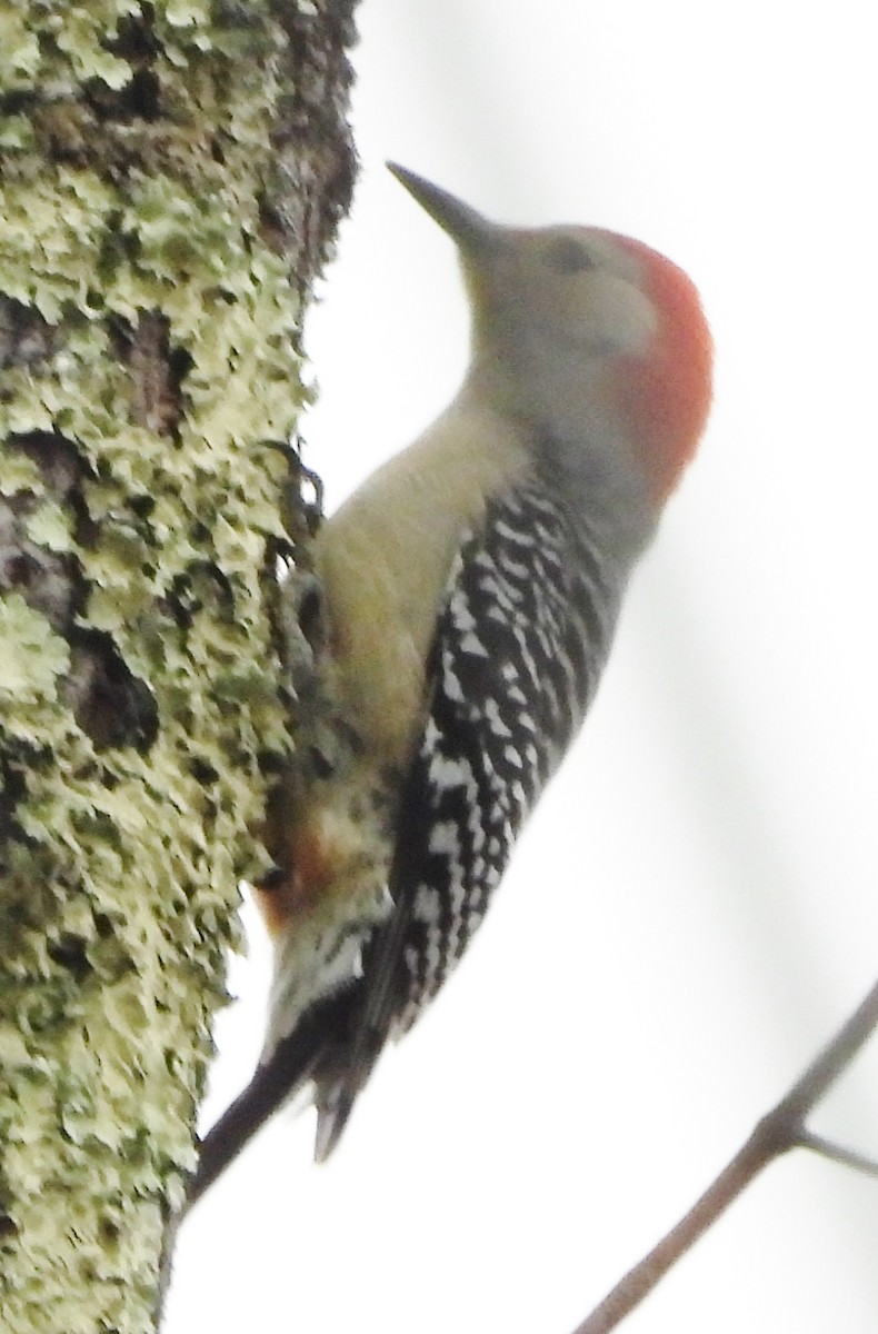 Red-bellied Woodpecker - ML618100158