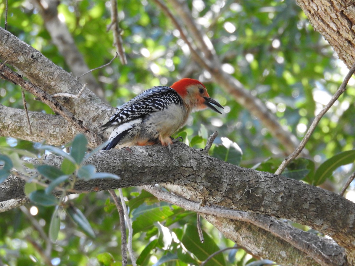 Red-bellied Woodpecker - Michael Weisensee