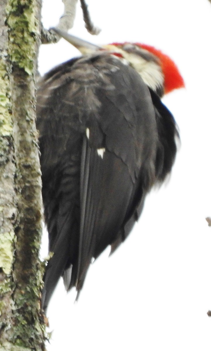 Pileated Woodpecker - alan murray