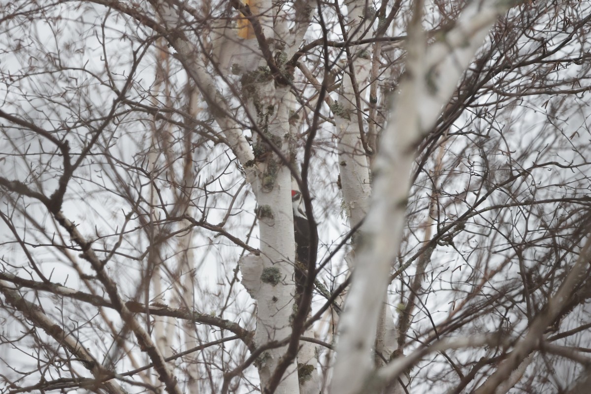 Pileated Woodpecker - Dary Tremblay
