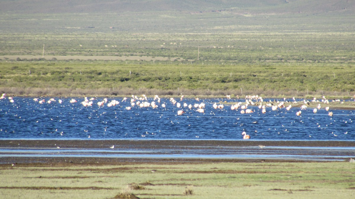 Chilean Flamingo - ML618100213
