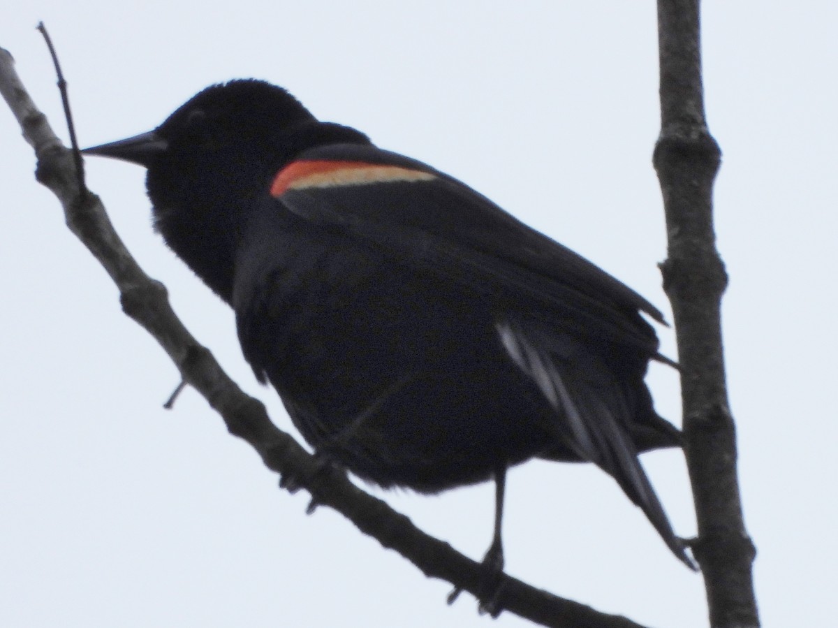 Red-winged Blackbird - ML618100219