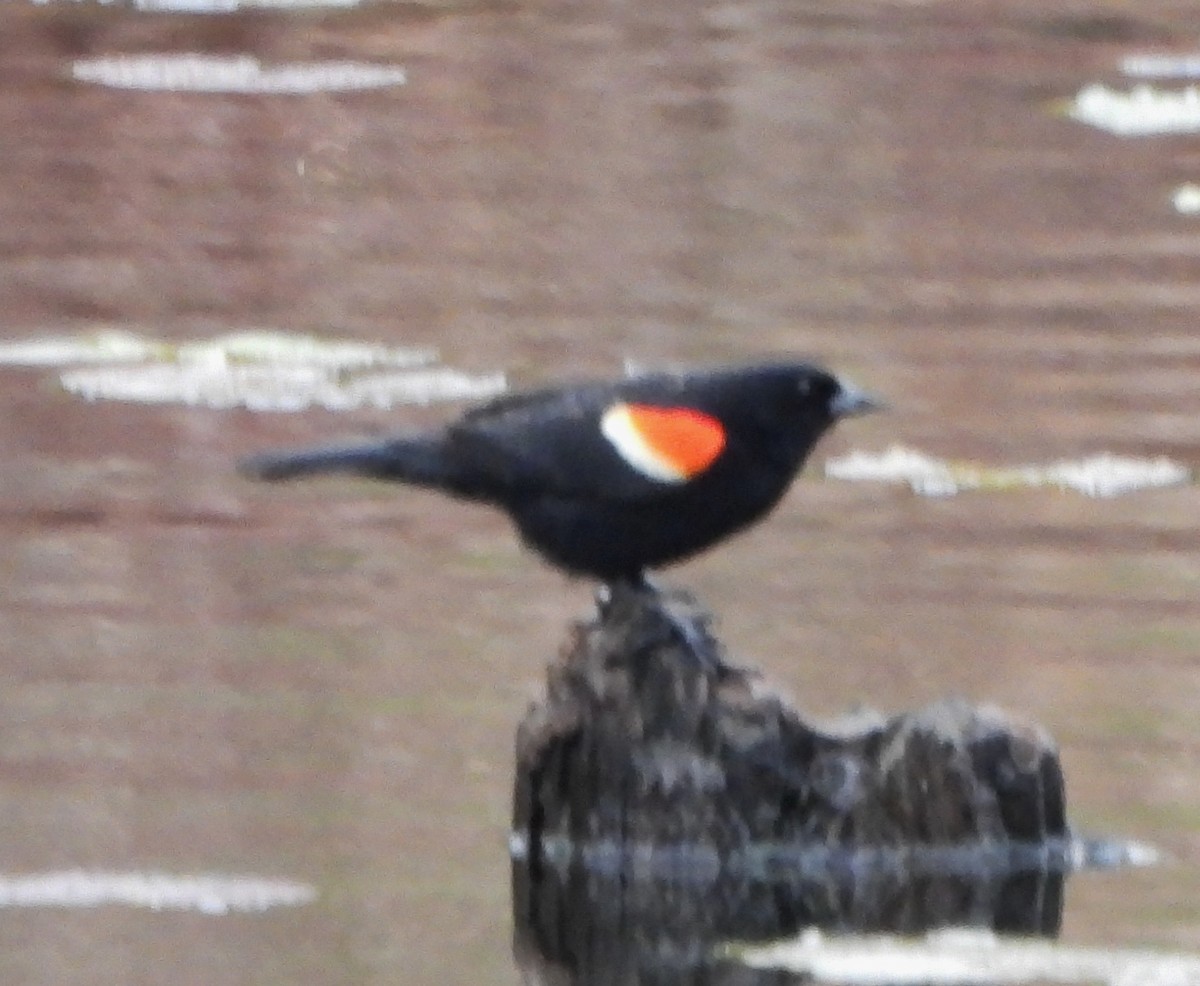 Red-winged Blackbird - ML618100228