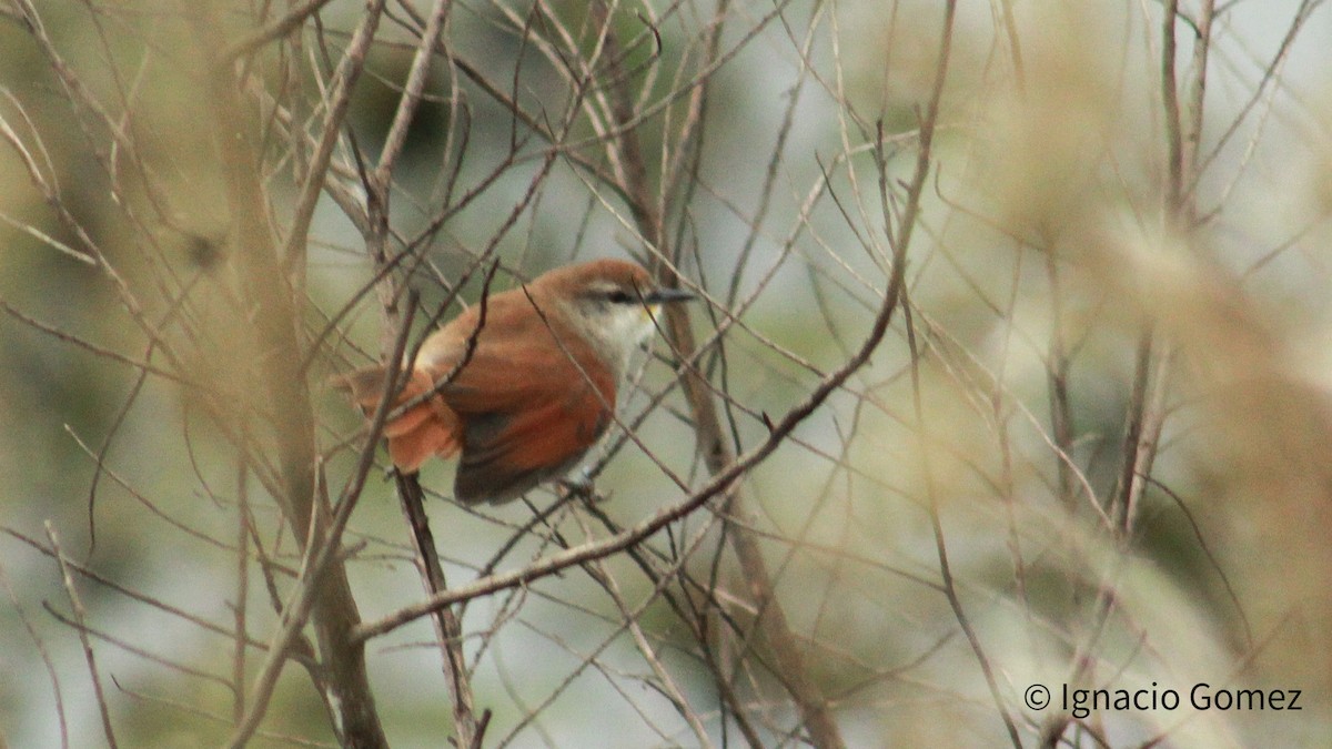 Yellow-chinned Spinetail - ML618100229