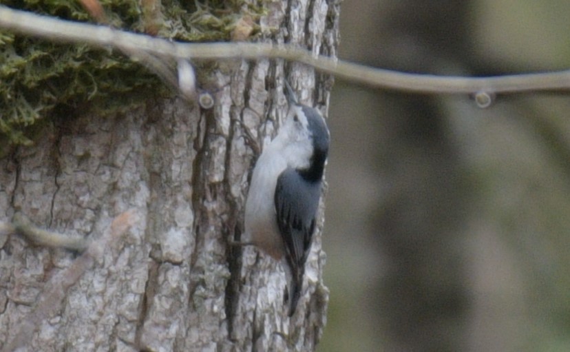 White-breasted Nuthatch - France Carbonneau