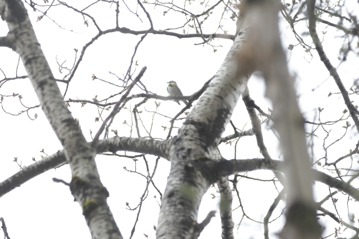 Yellow-rumped Warbler - Dary Tremblay