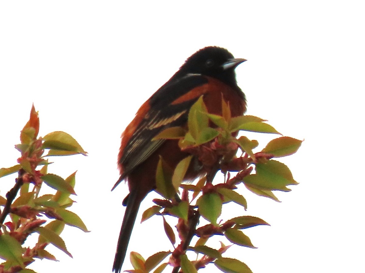 Orchard Oriole - ML618100285