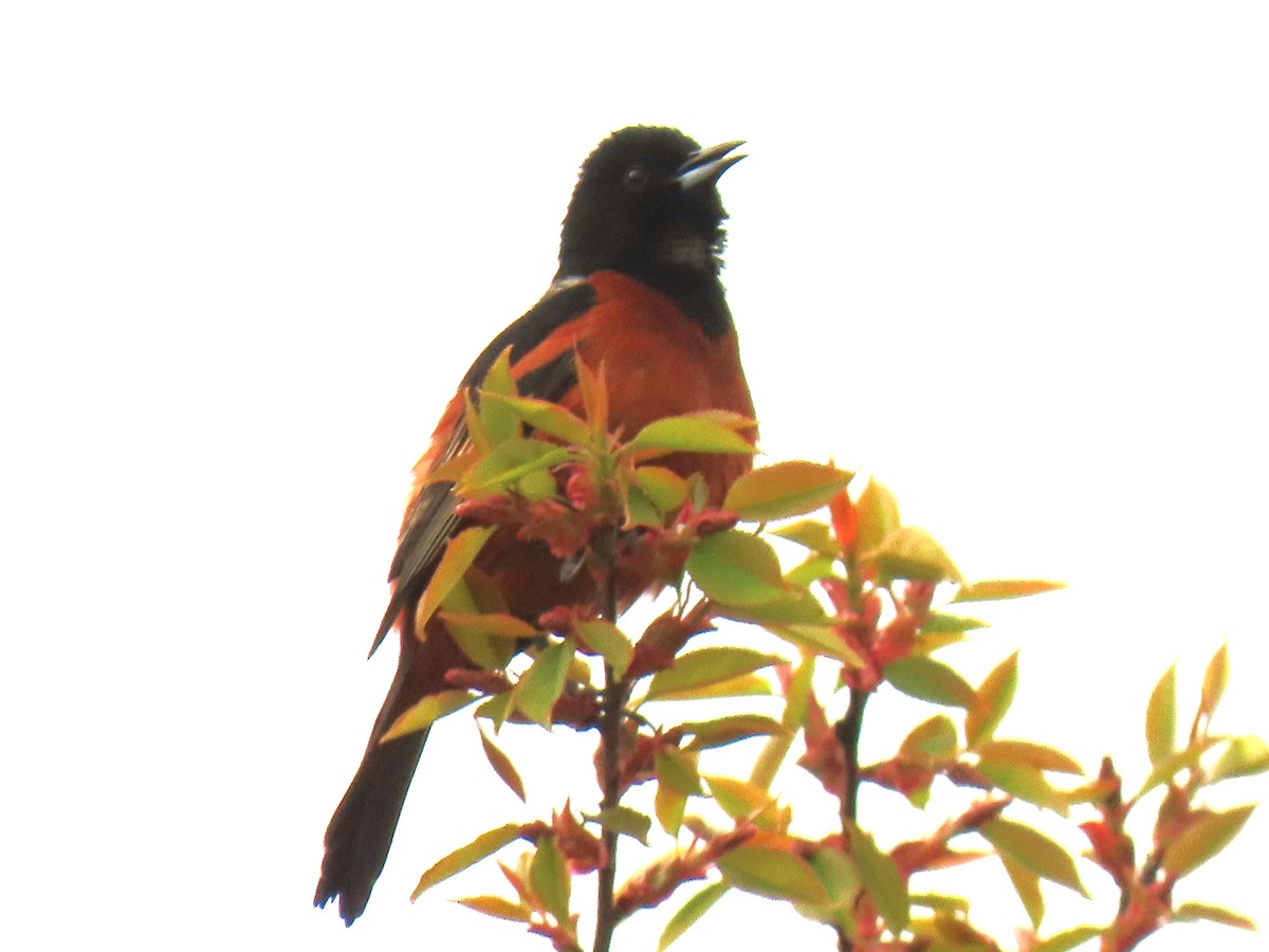 Orchard Oriole - ML618100286