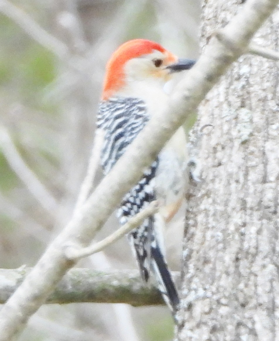 Red-bellied Woodpecker - alan murray