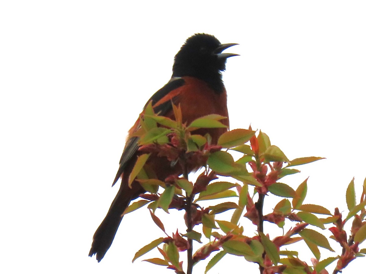 Orchard Oriole - ML618100297