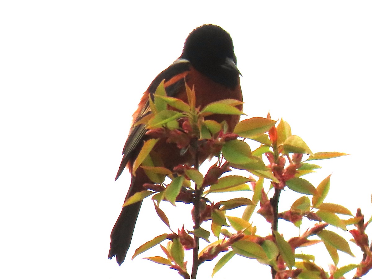 Orchard Oriole - ML618100298