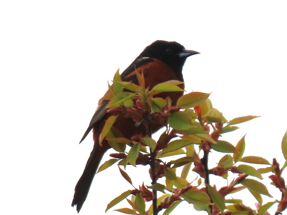 Orchard Oriole - ML618100299