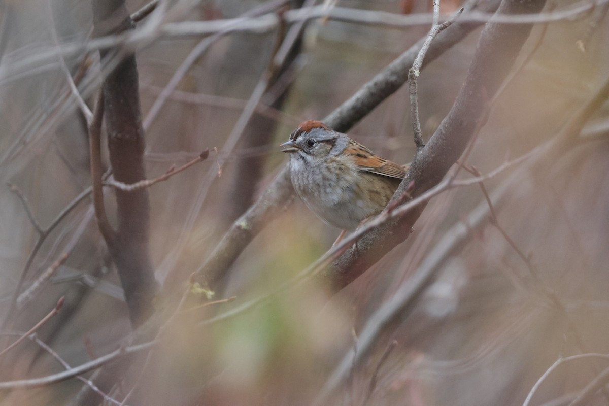 Swamp Sparrow - ML618100300
