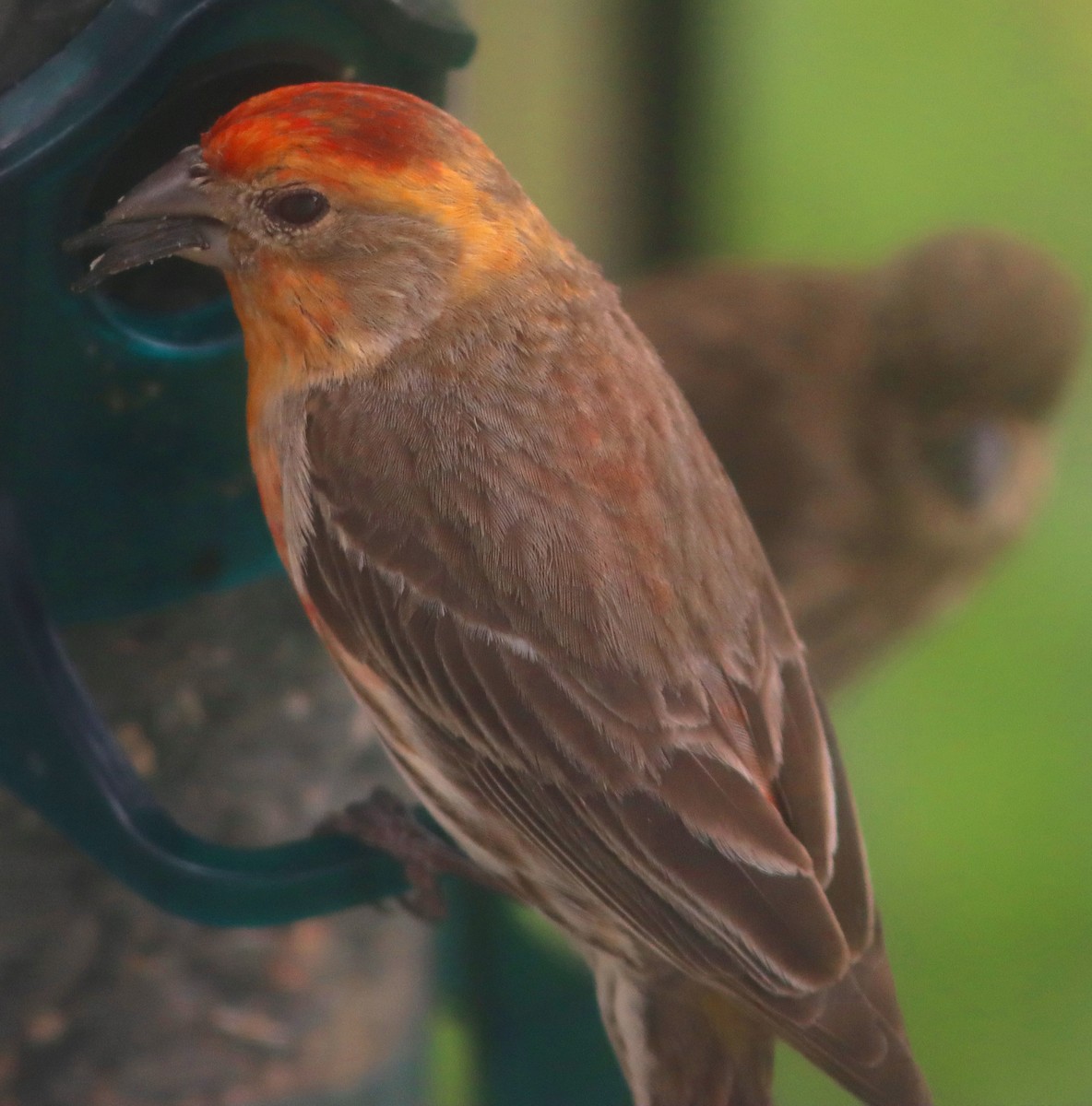 House Finch - Phillip Wallace