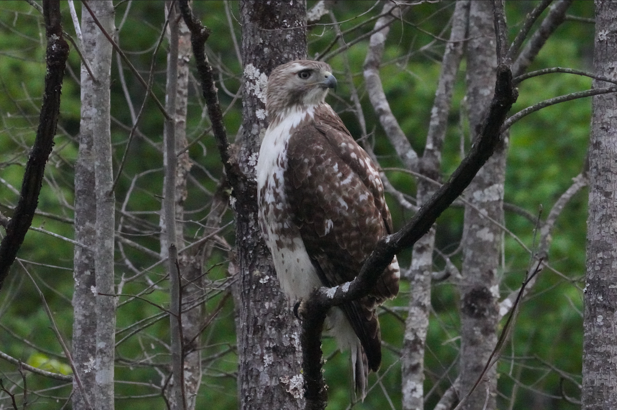 Red-tailed Hawk - ML618100393