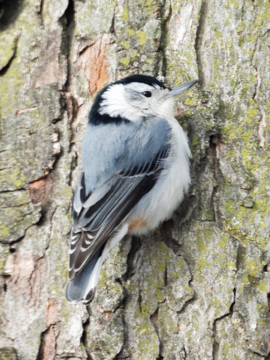 White-breasted Nuthatch - Leann Henderson