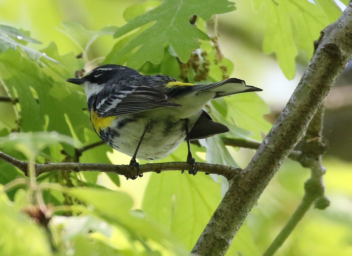 Yellow-rumped Warbler - William Parkin