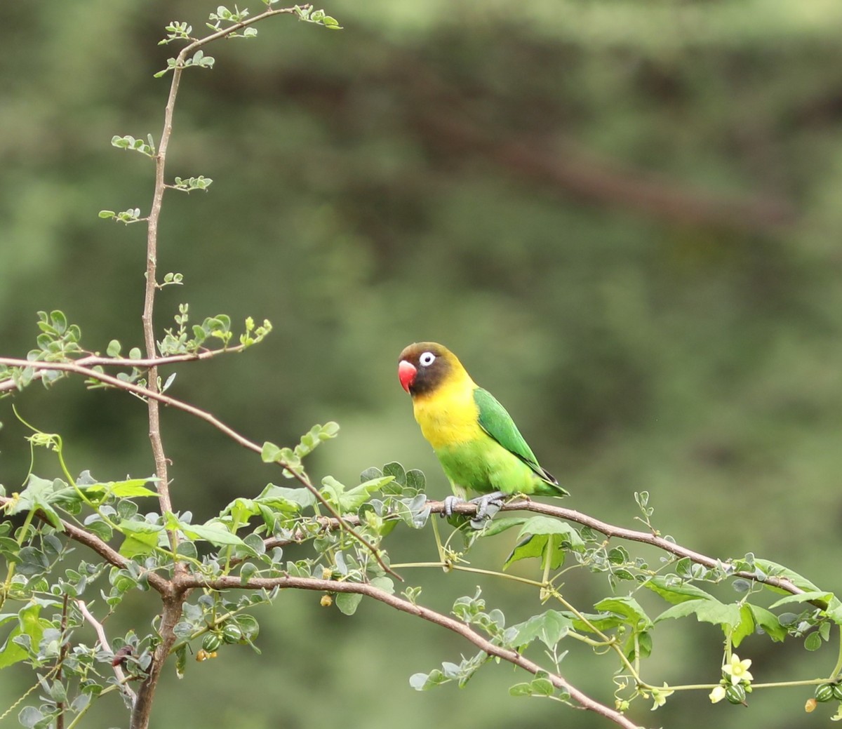 Yellow-collared Lovebird - ML618100469
