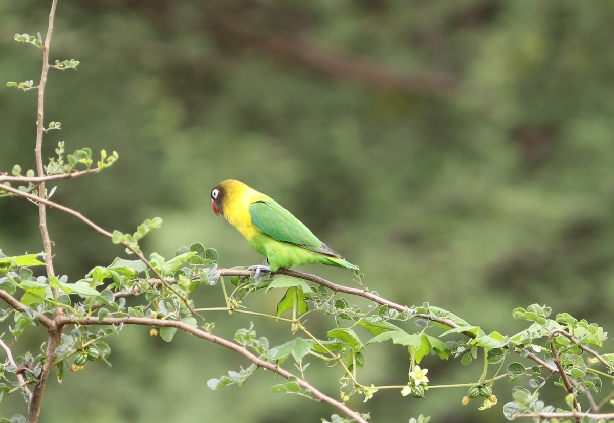 Yellow-collared Lovebird - ML618100470