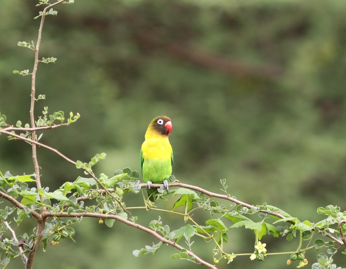 Yellow-collared Lovebird - ML618100472