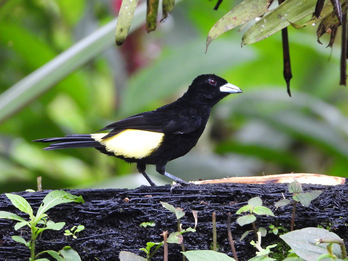 Flame-rumped Tanager - ML618100507