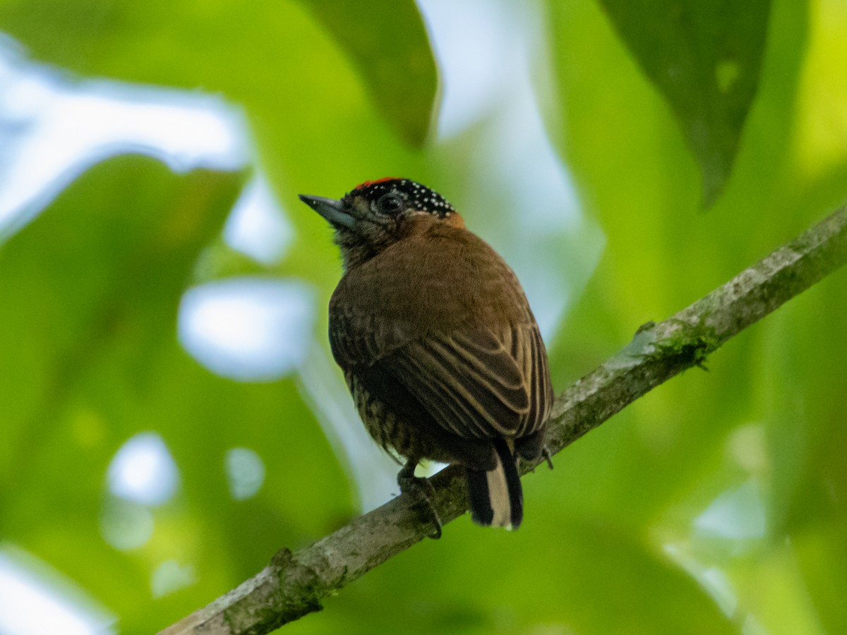 Ochre-collared Piculet - ML618100527