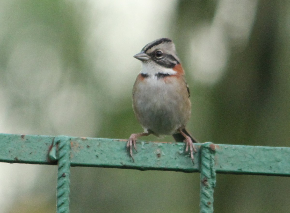 Rufous-collared Sparrow - ML618100574