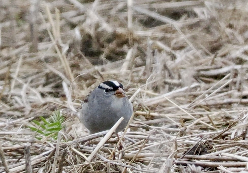 White-crowned Sparrow - Bob & Anne-Marie Taylor