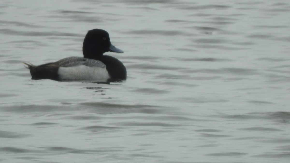 Greater Scaup - ML618100624
