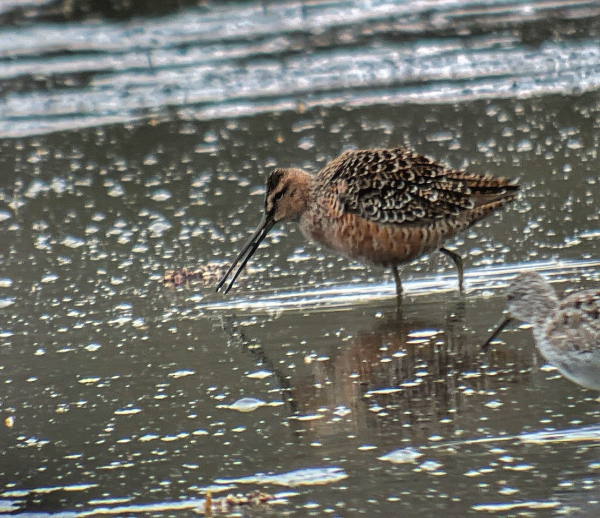 Long-billed Dowitcher - Kathy Carroll