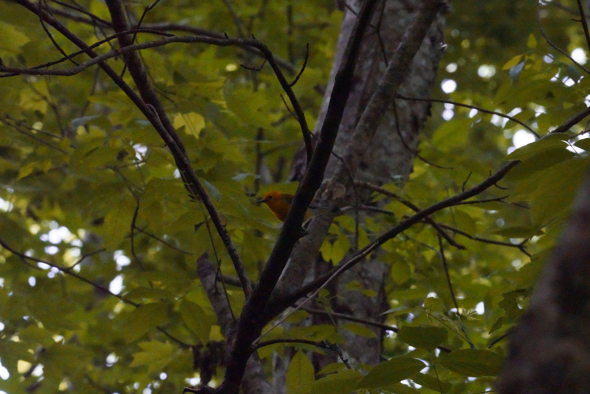 Prothonotary Warbler - Aaron T