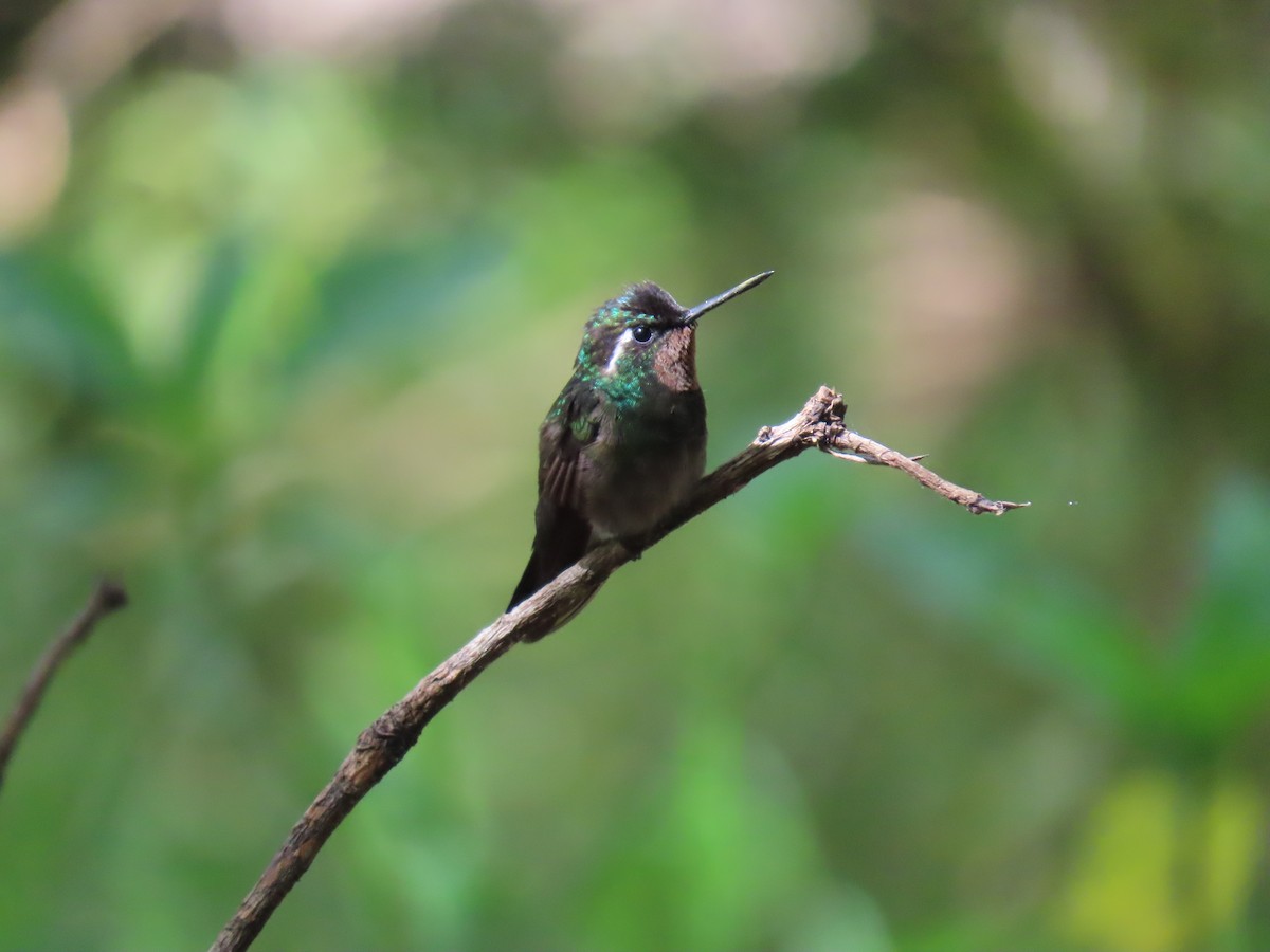 Purple-throated Mountain-gem - Stephen Younger