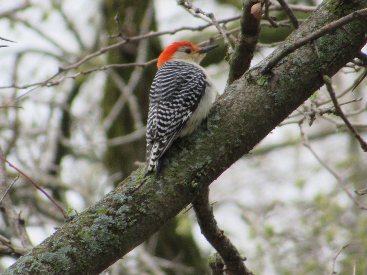 Red-bellied Woodpecker - Barbara Brown
