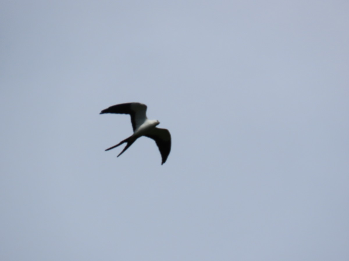 Swallow-tailed Kite - ML618100678