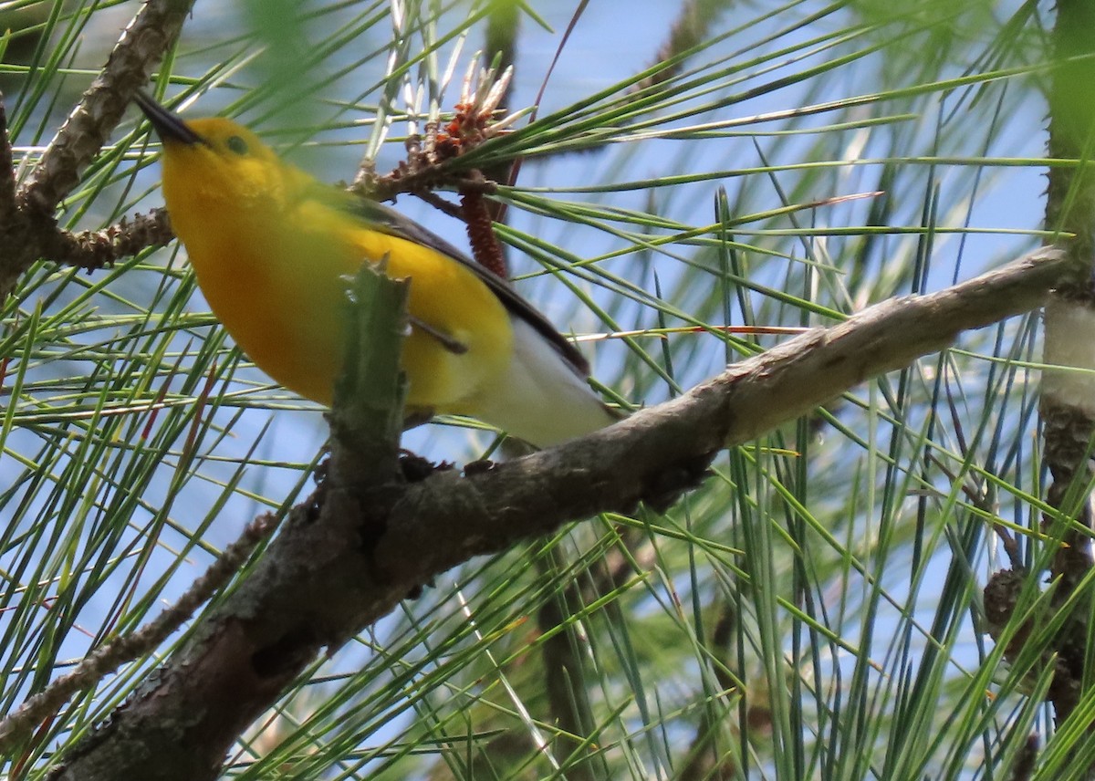 Prothonotary Warbler - ML618100722
