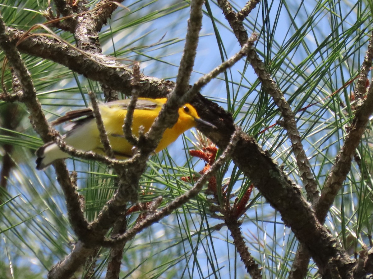 Prothonotary Warbler - ML618100723