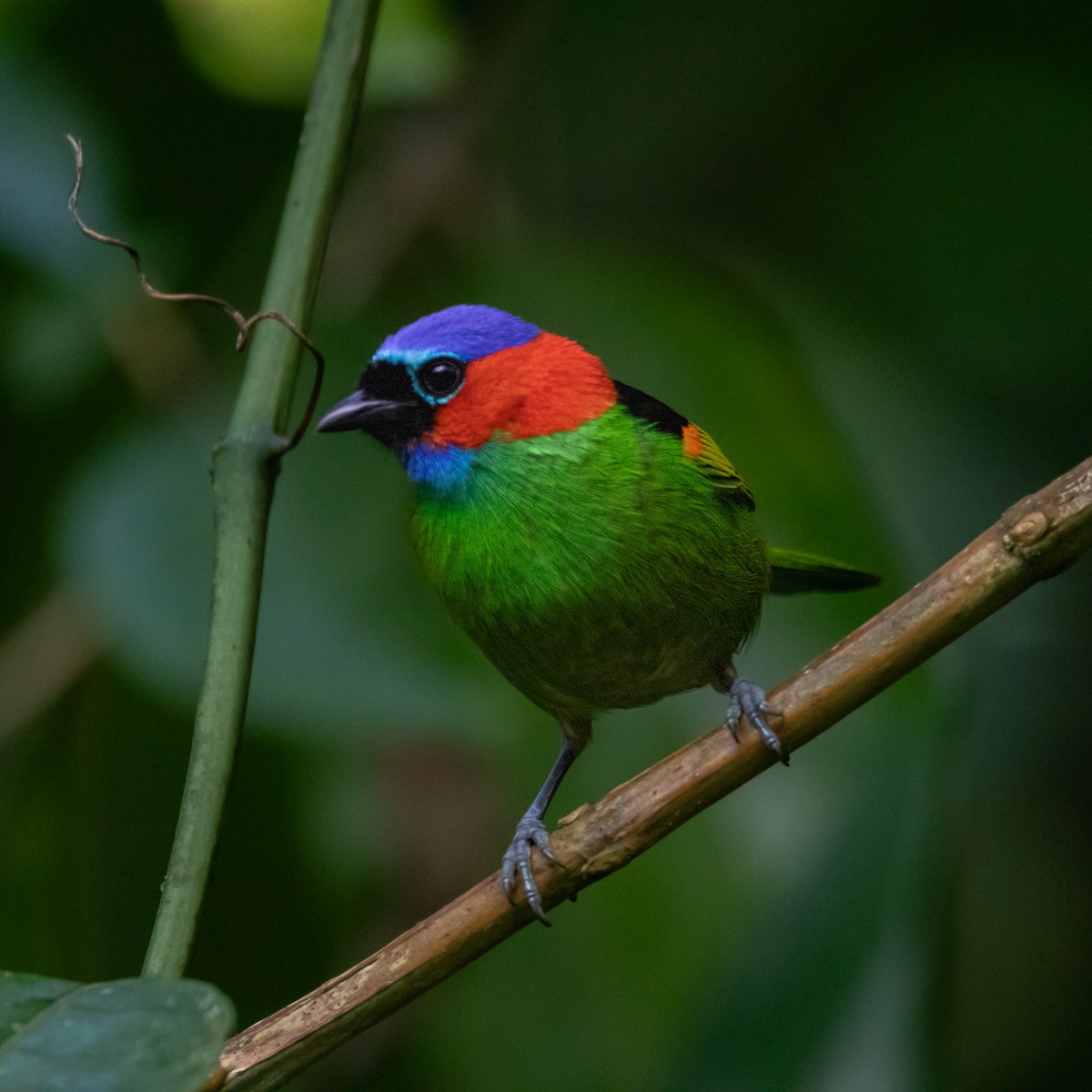 Red-necked Tanager - ML618100731