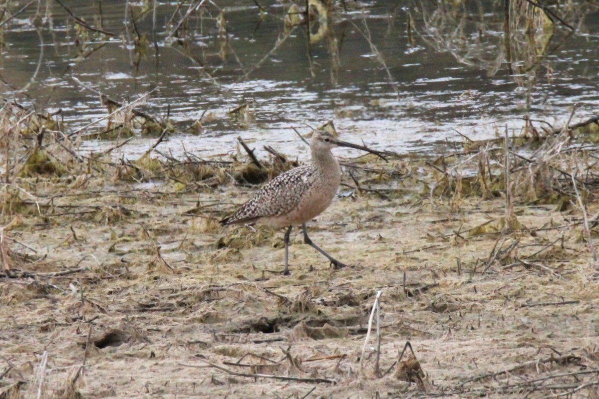 Long-billed Curlew - ML618100734
