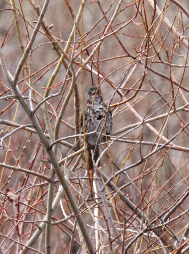 Fox Sparrow (Slate-colored) - ML618100747