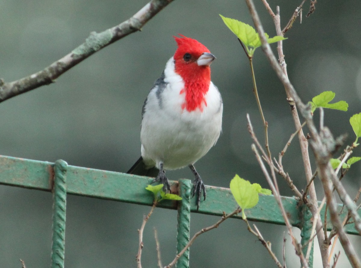 Red-crested Cardinal - ML618100777