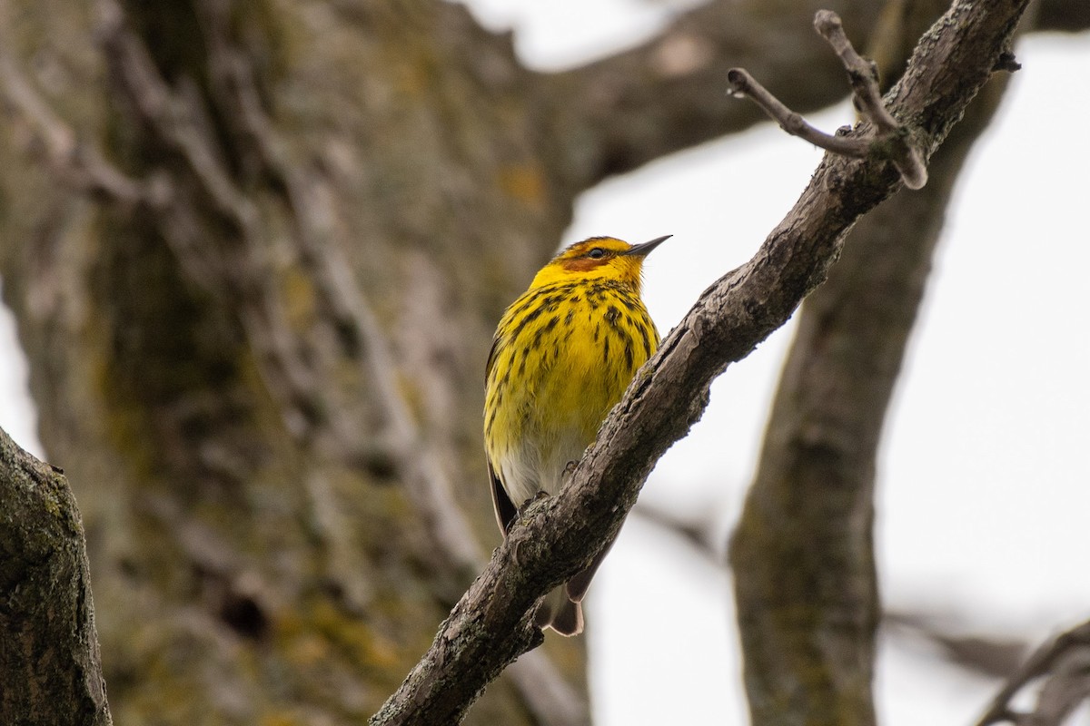 Cape May Warbler - ML618100778
