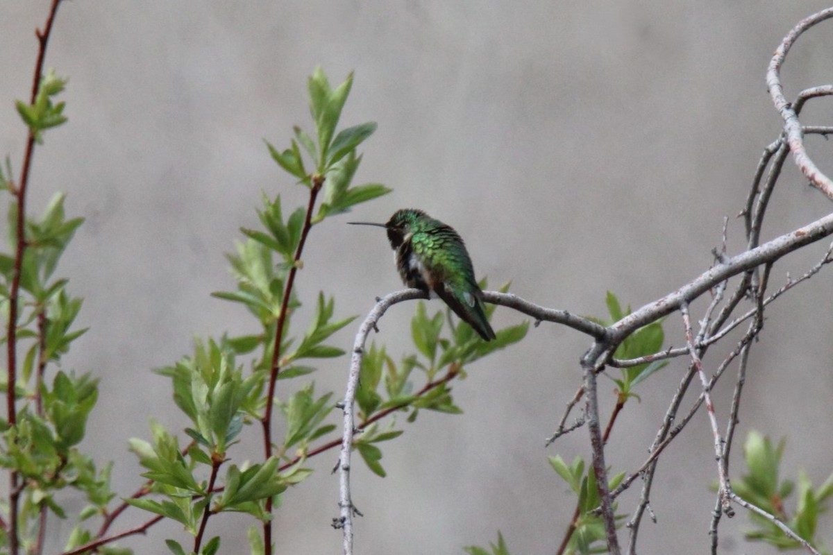 Broad-tailed Hummingbird - ML618100789