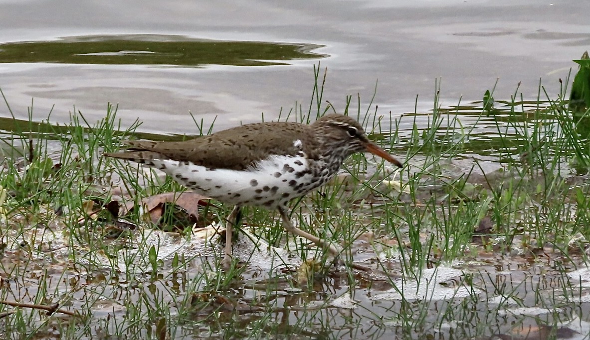 Spotted Sandpiper - Micky Louis