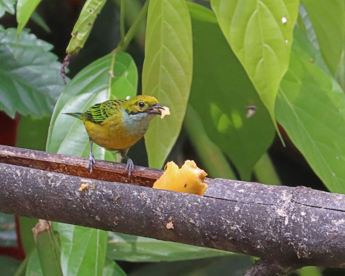Silver-throated Tanager - ML618100822
