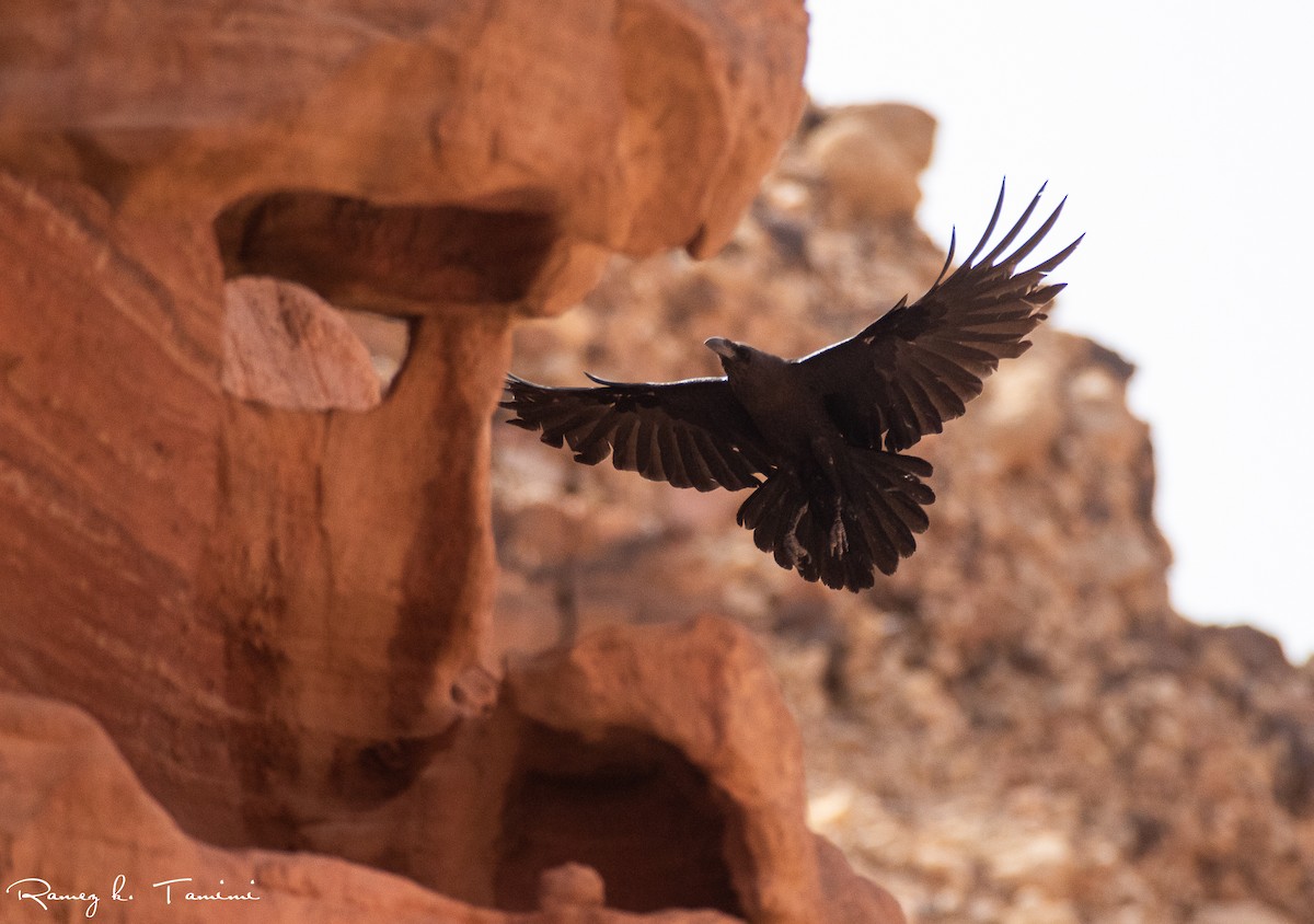 Brown-necked Raven - ML618100826