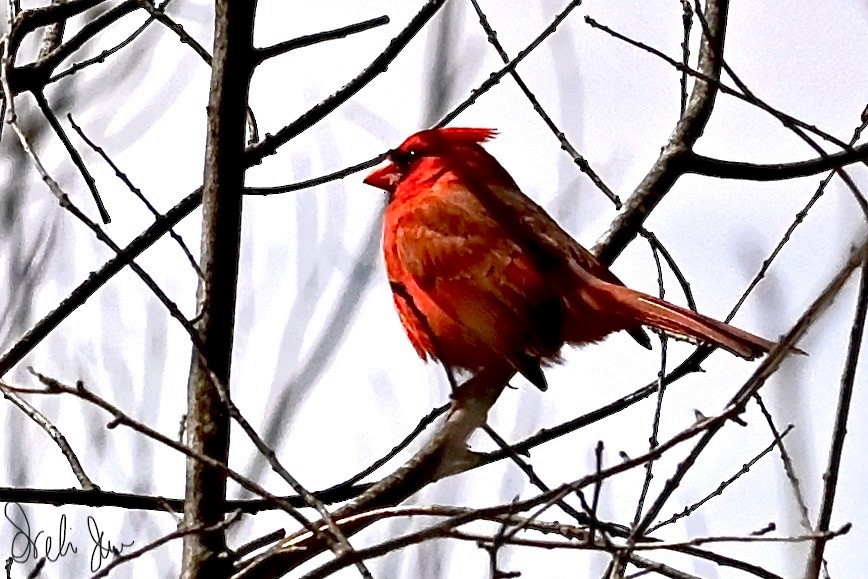 Northern Cardinal - Neli Jo