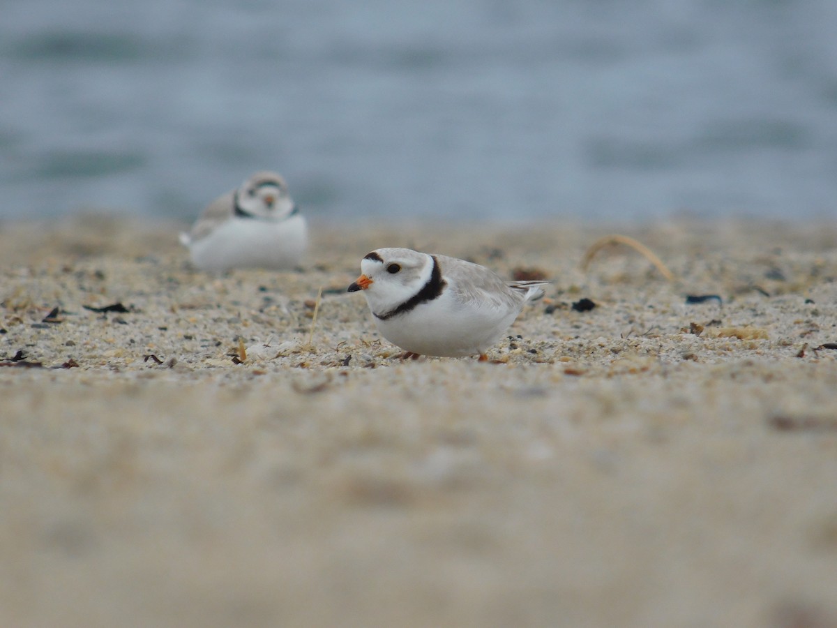 Piping Plover - ML618100845